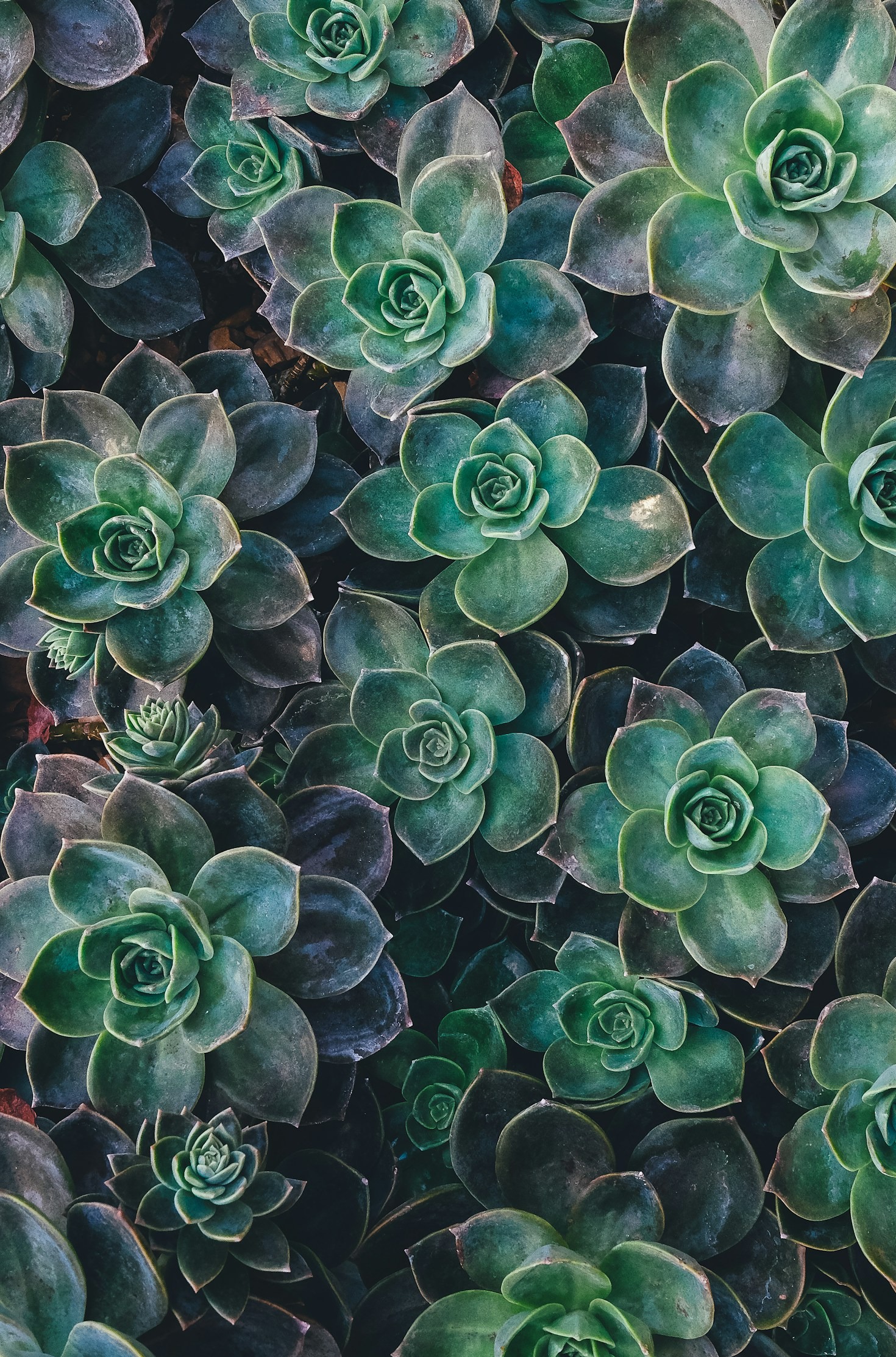 Why Holistic Health Starts Within The Heart